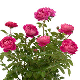 PowerPuff Pink Roses with green leaves on a white background