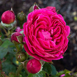 Close-up of a vibrant PowerPuff Pink Rose with buds on a blurred natural background