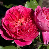 Close-up of a vibrant PowerPuff Pink Rose with green leaves.