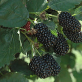Prime-Ark® 45 Blackberries on a branch with green leaves