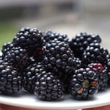 Close-up of Prime-Ark® 45 Blackberrys on a white plate with a blurred background