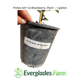 Hand holding a blackberry plant in a pot with 'Everglades Farm' branding.