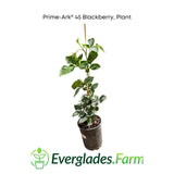 Potted Prime-Ark 45 Blackberry plant with Everglades Farm logo on a white background