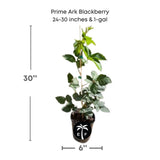 Potted Prime-Ark® 45 Blackberry Plant with dimensions and branding on a white background