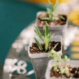 Small potted plants on a decorative table with a blurred background