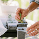 Person holding a small plant over a container with soil, surrounded by potted plants.