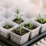 Small plants in seedling pots in a tray with a blurred background