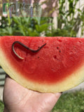Slice of watermelon with a Pure Red Wiggler Composting Worms (SC) on it, held by a hand against a blurred outdoor background.