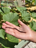 Hand holding a Pure Red Wiggler Composting Worm (SC) with green leaves in the background