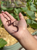 Hand holding Pure Red Wiggler Composting Worms (SC) with 'Meme's Worms' logo in the background