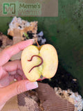Hand holding a yellow apple with a Pure Red Wiggler Composting Worm (SC) inside, branded 'Meme's Worms'.