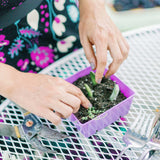 Person planting seeds in a small purple container on a table with gardening tools 5x5 Deep Grow Tray Inserts