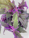 Close-up of a plant with green and purple leaves on a white background