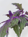 Purple Passion (Gynura Aurantiaca)