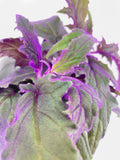 Close-up of a Purple Passion (Gynura Aurantiaca)