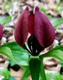 Purple Prairie Trillium (Wood Lily)