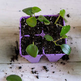 Small purple seedling tray with young plants on a wooden surface 4 Cell Plug Tray Inserts