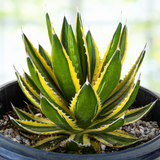 Potted Agave lophantha 'Quadricolor' plant with green and yellow leaves in a pot with pebbles.
