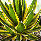Close-up of a green and yellow Agave lophantha 'Quadricolor'  plant with a blurred background