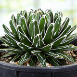 Potted succulent Queen Victoria Agave plant with white stripes in a garden setting