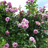 Vine of Arborose Quicksilver Purple Climbing Roses with green leaves against a blue sky.
