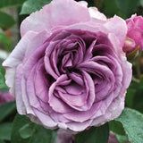Close-up of a Arborose Quicksilver Purple Climbing Rose with green leaves in the background