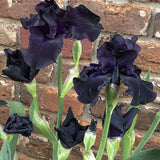 Dark purple irises in front of a brick wall