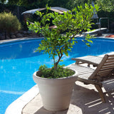 12-inch Diameter Round Planter in Weathered Concrete Finish Poly Resin - FREE SHIPPING