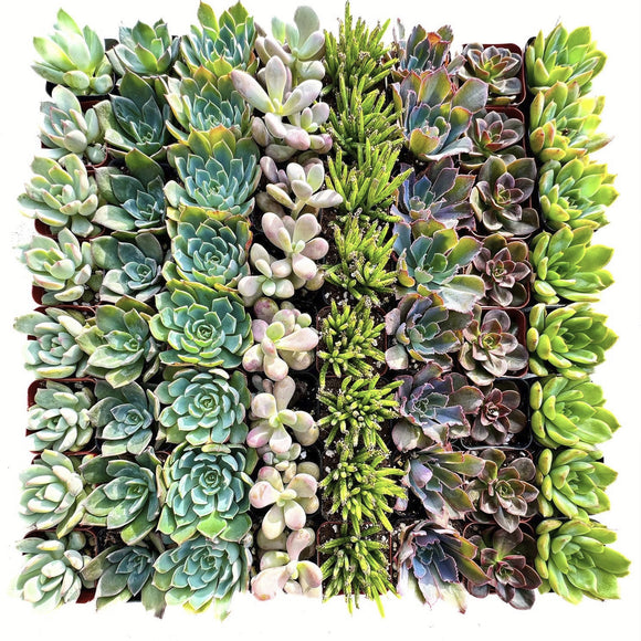Collection of various succulents arranged in a circular pattern on a white background