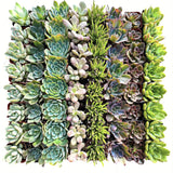 Collection of various succulents arranged in a circular pattern on a white background