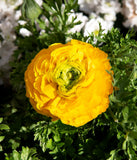 Gold Ranunculus