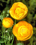 Gold Ranunculus