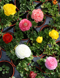 Mixed Ranunculus