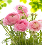 Pink Ranunculus