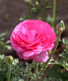 Pink Ranunculus