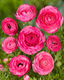 Pink Ranunculus