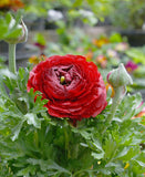 Red Ranunculus