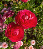Rose Ranunculus
