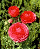 Rose Ranunculus