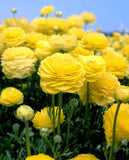 Yellow Ranunculus