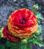 Cafe Ranunculus