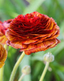 Cafe Ranunculus