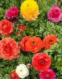 Mixed Ranunculus