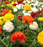 Mixed Ranunculus