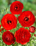 Red Ranunculus