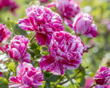 Close-up of Raspberry Cream Twirl Climbing Roses with green leaves