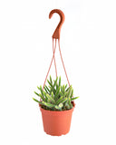 Hanging Rat's Tail Cactus Plant "Aporocactus flagelliformis" on a white background