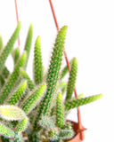Close-up of Rat's Tail Cactus Plant "Aporocactus flagelliformis"