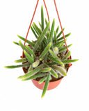 Rat's Tail Cactus Plant "Aporocactus flagelliformis"