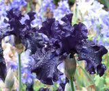 Dark purple iris flowers with water droplets on a blurred floral background